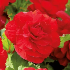 None Begonia - Red - Summer Bloom Bulbs -Herbs Growing Sales Store 12807873 1945020399436433