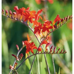 None Crocosomia Lucifer - Summer Bloom Bulbs -Herbs Growing Sales Store 12807881 1795020399432965