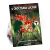None Crocosomia Lucifer - Summer Bloom Bulbs