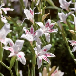 None Cornus Mix - 17cm - Summer Bloom Bulbs -Herbs Growing Sales Store 12807989 7485020399458915