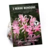 None Nerine Bowdenii - Summer Bloom Bulbs