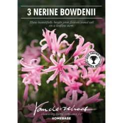 None Nerine Bowdenii - Summer Bloom Bulbs -Herbs Growing Sales Store 12807992 1845020399409127
