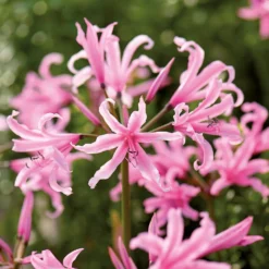 None Nerine Bowdenii - Summer Bloom Bulbs -Herbs Growing Sales Store 12807992 2055020399459413