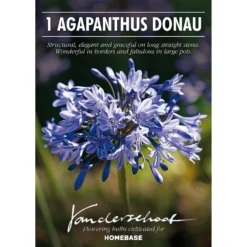 None Agapanthus Donau -Herbs Growing Sales Store 12807995 3335020399573470