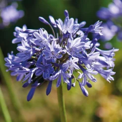 None Agapanthus Donau -Herbs Growing Sales Store 12807995 4545020399623147