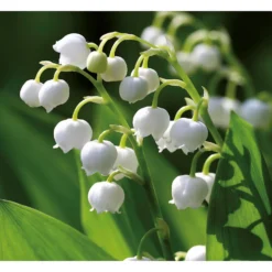 None Convallaria - Summer Bloom Bulbs -Herbs Growing Sales Store 12807997 1375020399614033