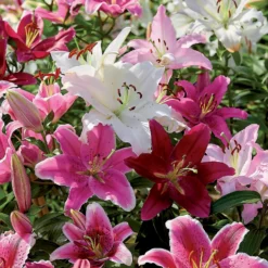 None Mixed Lilies - Summer Bloom Bulbs -Herbs Growing Sales Store 12810510 2005020398989382
