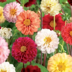 None Mixed Unwin Dahlia's - Summer Bloom Bulbs -Herbs Growing Sales Store 12810511 1995020399133436