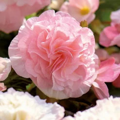 None Begonia - Wummi Apfelblute - Summer Bloom Bulbs -Herbs Growing Sales Store 12821837 1825020399792938