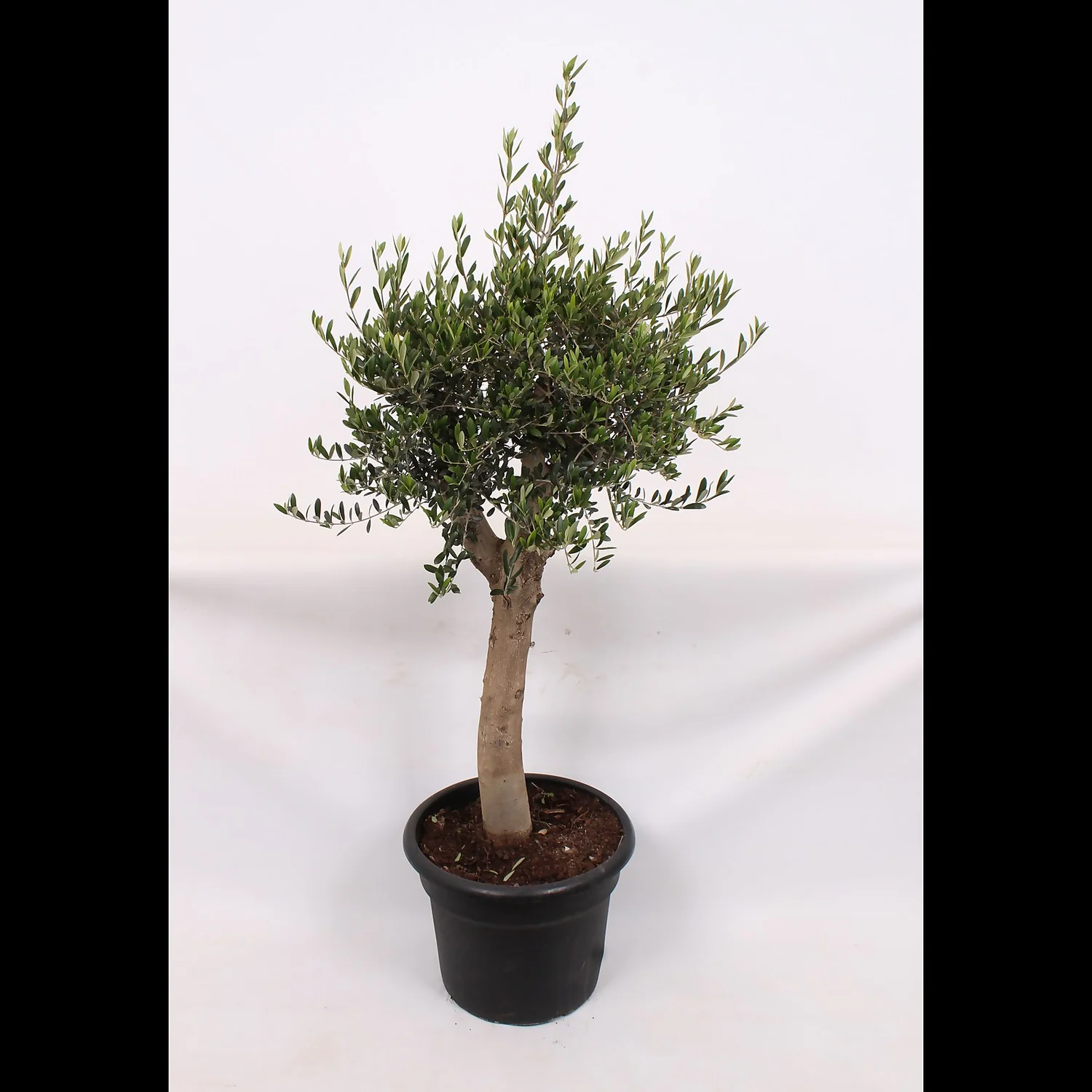 Olive Tree 35L Medditeranean Large Standard (Gs) 1 Olive Tree 35L Medditeranean Large Standard (Gs)