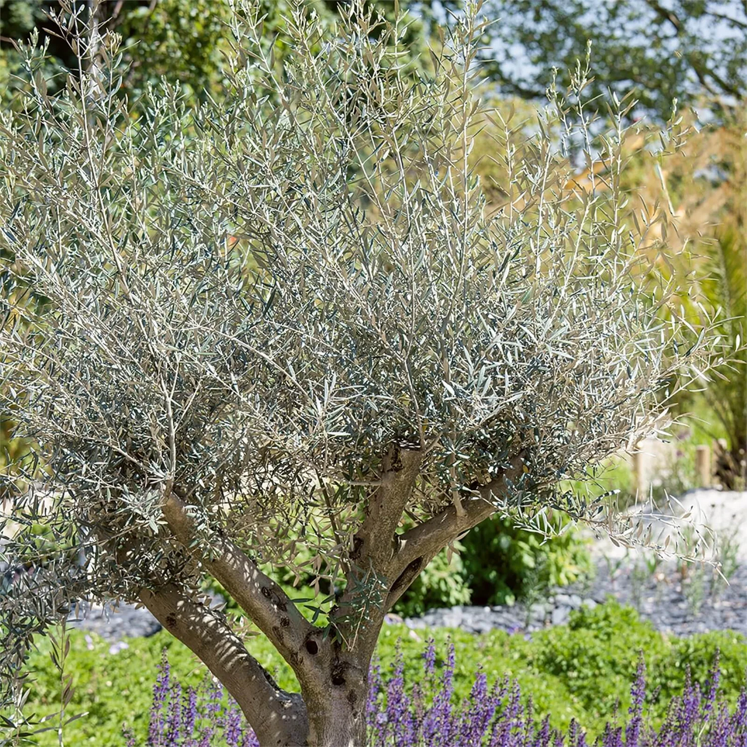 Olive Tree 35L Medditeranean Large Standard (Gs) 2 Olive Tree 35L Medditeranean Large Standard (Gs) - Image 2