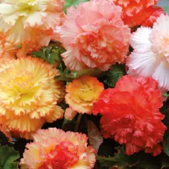 None Begonia Samba Mixed -Herbs Growing Sales Store 12882826 1845020400171901