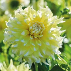 None Decorative Dahlia Grand Prix Flower Bulbs -Herbs Growing Sales Store 12882829 6275020400310942
