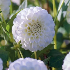 None Pompon Dahlia Snowflake Flower Bulbs -Herbs Growing Sales Store 12882830 1225020400296779