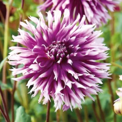 None Fimbriata Dahlia Table Dancer -Herbs Growing Sales Store 12882831 1865020400303883