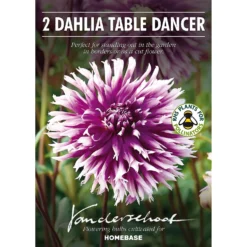 None Fimbriata Dahlia Table Dancer -Herbs Growing Sales Store 12882831 8955020400275434