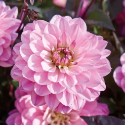 None Dark Foliage Dahlia Melody Harmony Flower Bulbs -Herbs Growing Sales Store 12882832 1195020400481306