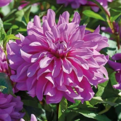None Decorative Dahlia Bluetifull Flower Bulbs -Herbs Growing Sales Store 12882833 1075020400456511