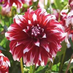 None Dinnerplate Dahlia Xfactor Flower Bulbs -Herbs Growing Sales Store 12882835 4985020400635617
