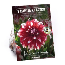 None Dinnerplate Dahlia Xfactor Flower Bulbs