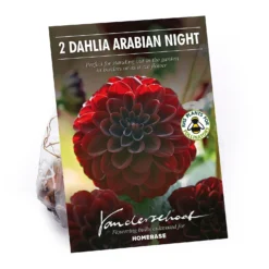 None Decorative Dahlia Arabian Night
