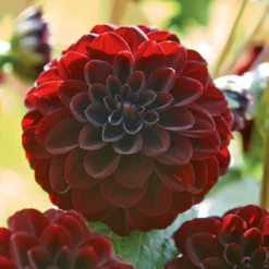 None Decorative Dahlia Arabian Night -Herbs Growing Sales Store 12882838 3385020400477853