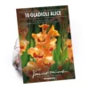 None Small Flowering Gladioli Alice