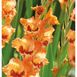None Small Flowering Gladioli Alice -Herbs Growing Sales Store 12882841 1975020400612418