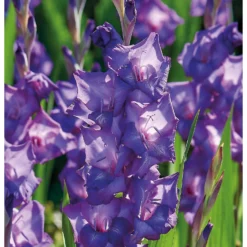 None Large Flowering Gladioli Purple Flora -Herbs Growing Sales Store 12882843 1475020402856847