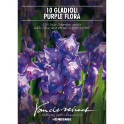 None Large Flowering Gladioli Purple Flora -Herbs Growing Sales Store 12882843 9375020402828785