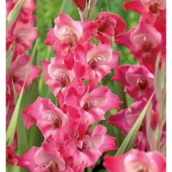 None Large Flowering Gladioli Fado Flower Bulbs -Herbs Growing Sales Store 12882845 1415020402654074