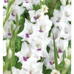 None Large Flowering Gladioli Home Coming -Herbs Growing Sales Store 12882847 1765020584779856