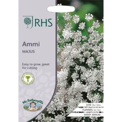 RHS Ammi Majus