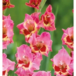Large Flowering Gladioli Candy -Herbs Growing Sales Store 12889021 1085020401649269