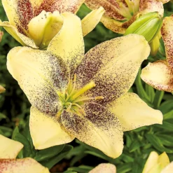 Asiatic Lily Easy Spot -Herbs Growing Sales Store 12889022 1035020401953811