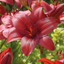 Lily Red Highland -Herbs Growing Sales Store 12889024 2525020401999087
