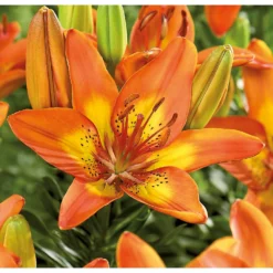 None Pot Lily Happy Memories Flower Bulbs -Herbs Growing Sales Store 12889025 1275020584792987