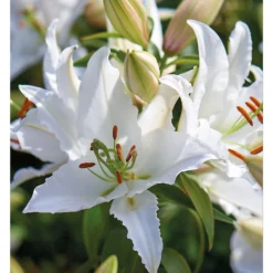 Oriental Lily Siberia 5 Oriental Lily Siberia -Herbs Growing Sales Store 12889026 2125020584795186