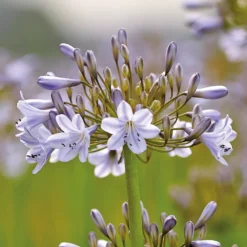 Agapanthus Silver Arrow -Herbs Growing Sales Store 12889202 1585020401783252