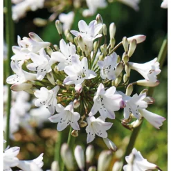 None Agapanthus Polar Ice Bulb 5 None Agapanthus Polar Ice Bulb -Herbs Growing Sales Store 12889203 1005020401801603