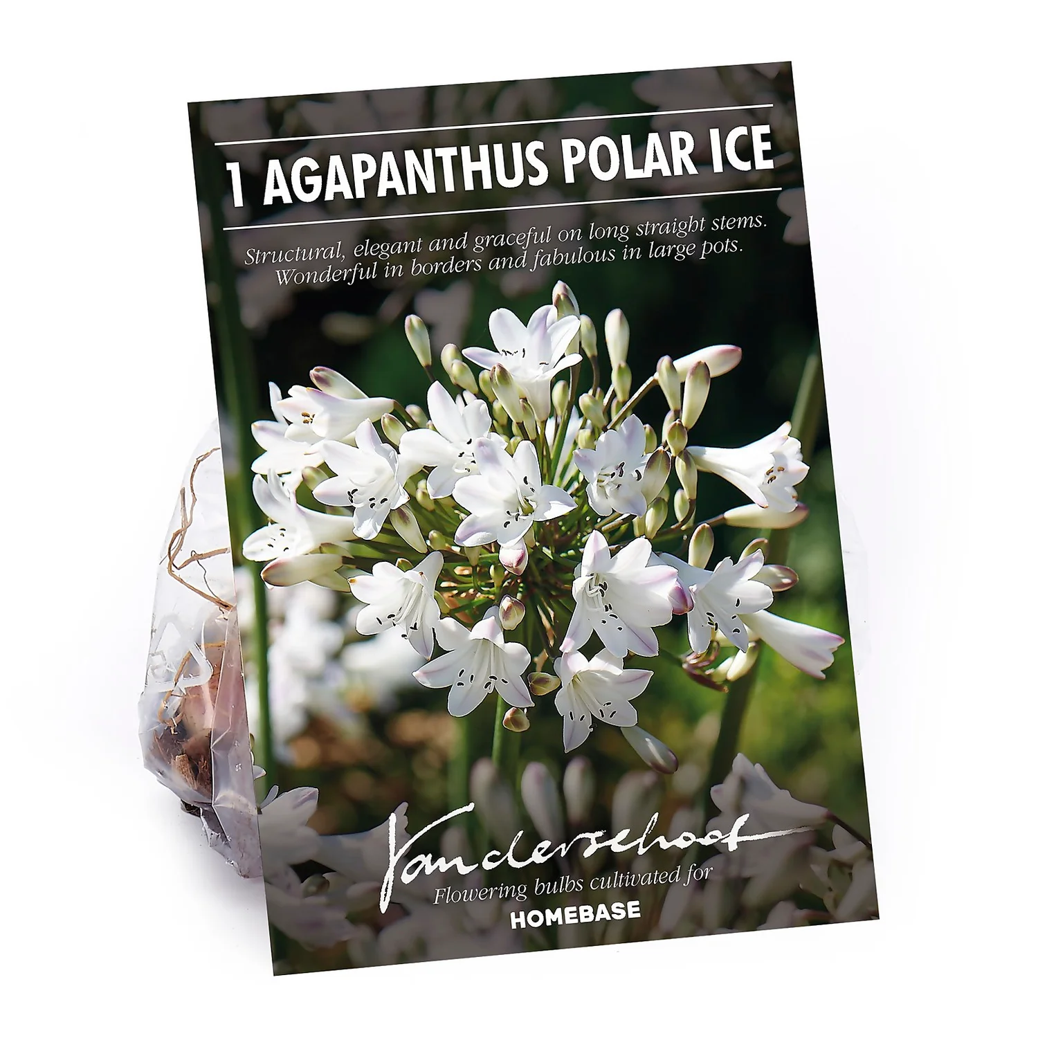 None Agapanthus Polar Ice Bulb 1 None Agapanthus Polar Ice Bulb