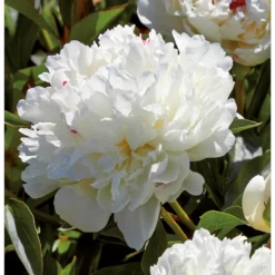 Peony Lactiflora Shirley Temple -Herbs Growing Sales Store 12889204 1195020401800640