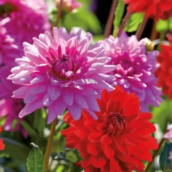 None Dahlias Garden Wonder Rosella -Herbs Growing Sales Store 12889205 1545020401969960