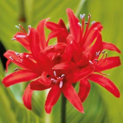 Nerine Sarniensis Red -Herbs Growing Sales Store 12889206 1085020401788394