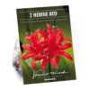 Nerine Sarniensis Red