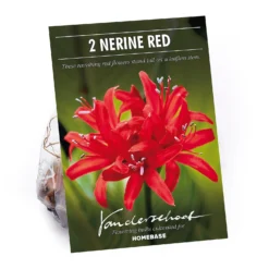 Nerine Sarniensis Red