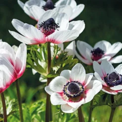 Anemone Bicolor -Herbs Growing Sales Store 12889208 1175020401982695