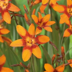 Crocosmia Emily McKenzie -Herbs Growing Sales Store 12889209 2135020402005459