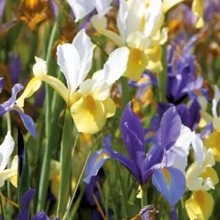 None Dutch Iris Mixed -Herbs Growing Sales Store 12889216 1665022410645361