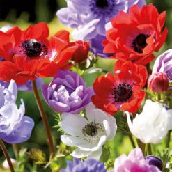 None Anemones Coronaria Brigid -Herbs Growing Sales Store 12889217 5725022410654466